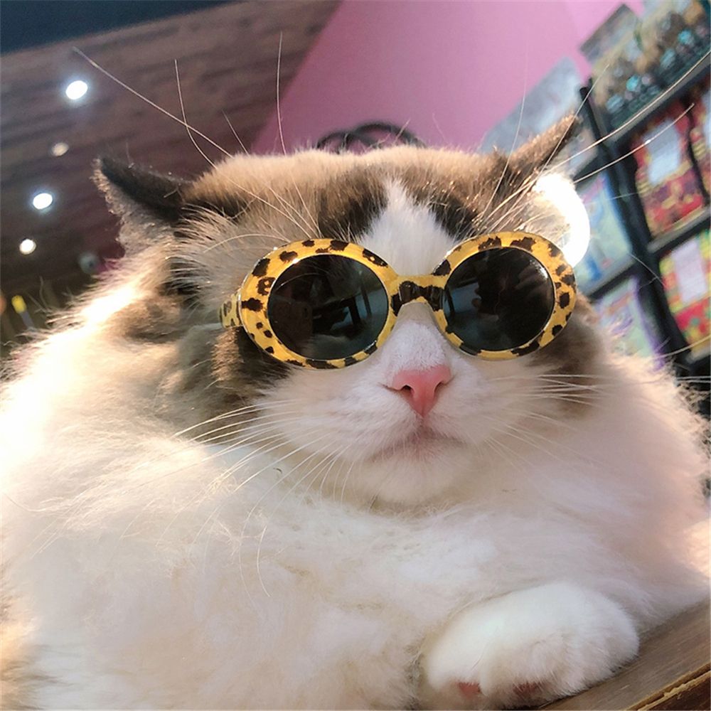 Fashioning Cat Glasses montatu - Photo Booth Frame recensione e prezzo